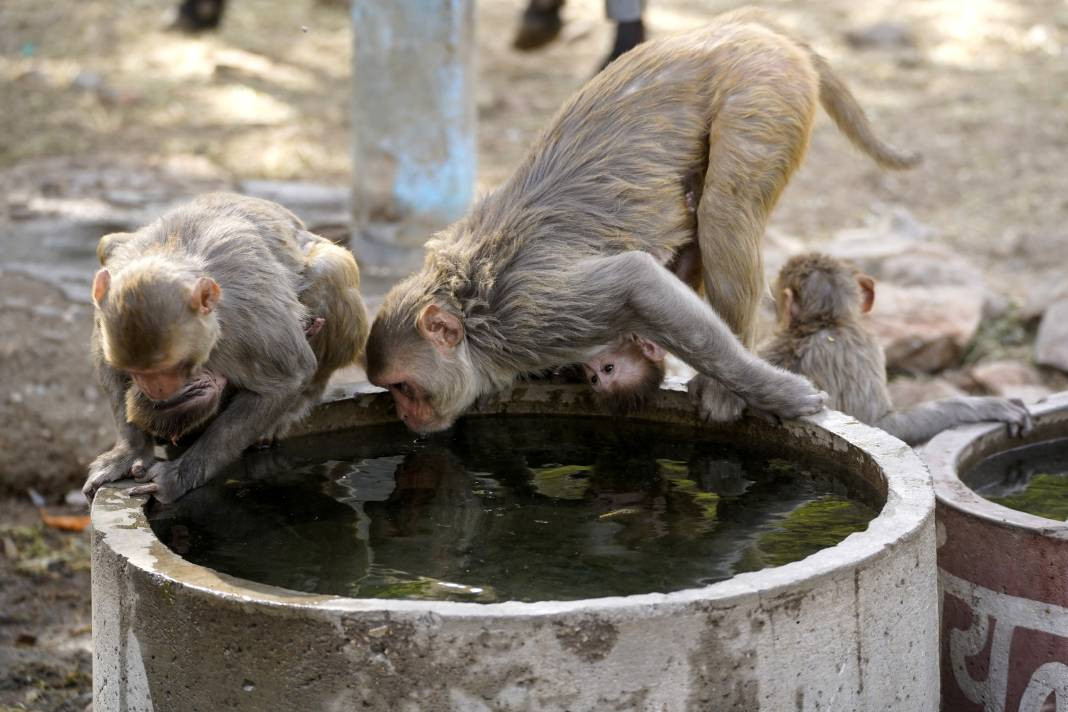 Termometreler 50 dereceyi gösterdi. Tarihin en yüksek sıcaklık rekoru - Resim: 19